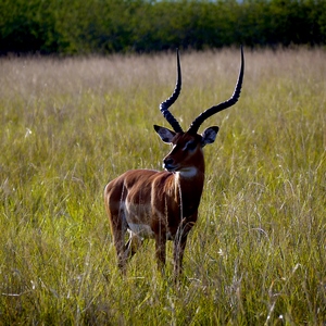 Antilope de trois quart face dans la savane - Rwanda  - collection de photos clin d'oeil, catégorie animaux